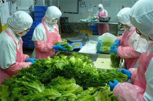 Doanh nghiệp Việt xuất khẩu rau trực tiếp sang Nhật Bản