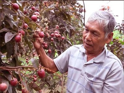 Cận Tết, vườn nhãn tím 'vạn người mê' ùn ùn người xếp hàng xin mua