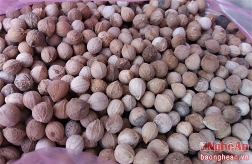 Khám phá thú vị cây chà uốm, đặc sản Nghệ An