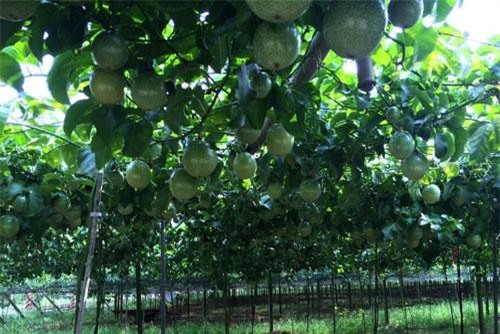 Xuất khẩu chính ngạch 7 loại trái cây Việt vào thị trường tỷ dân