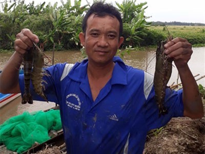 Xem dân bắt loài tôm to nuôi trong ruộng lúa, bán 150-250 ngàn/kg