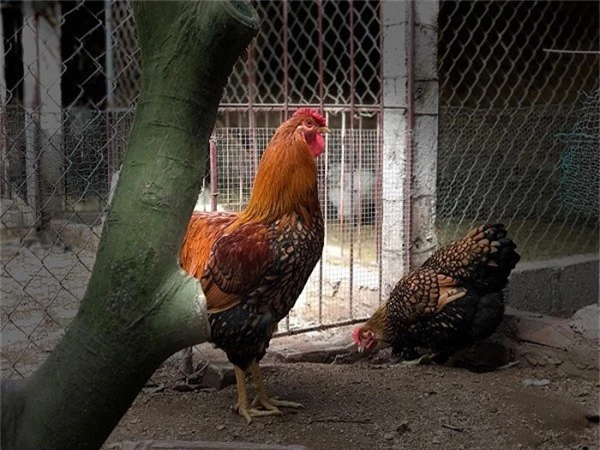 Đại gia Đài Loan sang Việt Nam: Bỏ 70 triệu mua 6 con gà khổng lồ ăn Tết-1