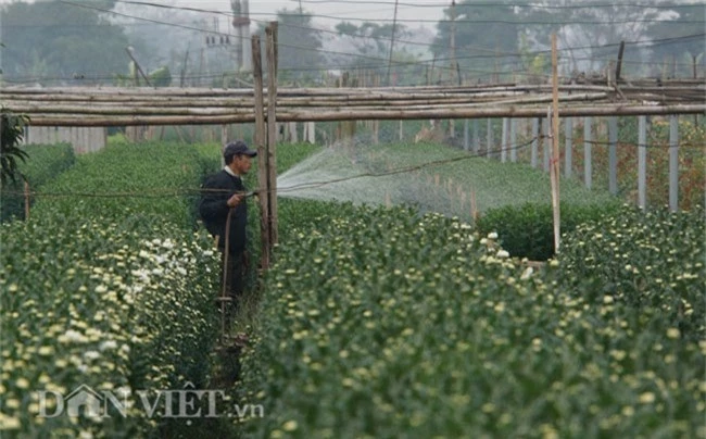 "lac" vao canh dong hoa dep nhat ha noi dip tet nguyen dan hinh anh 10