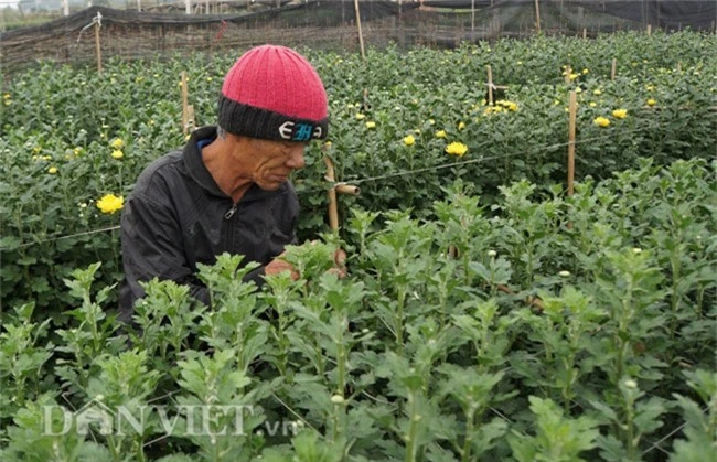 "lac" vao canh dong hoa dep nhat ha noi dip tet nguyen dan hinh anh 6