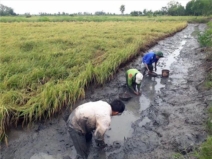 xem dan bat loai tom to nuoi trong ruong lua, ban 150-250 ngan/ky hinh anh 3