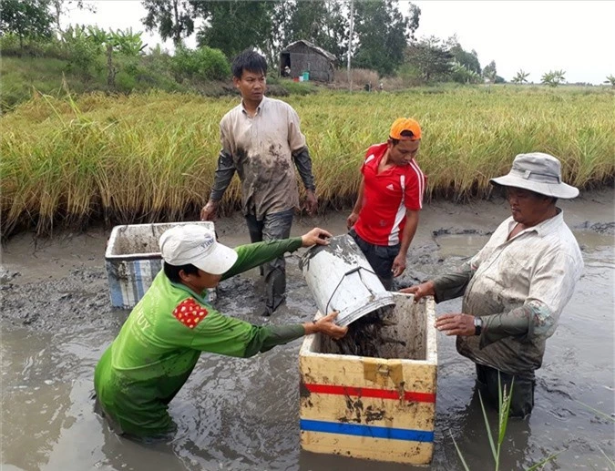 xem dan bat loai tom to nuoi trong ruong lua, ban 150-250 ngan/ky hinh anh 4