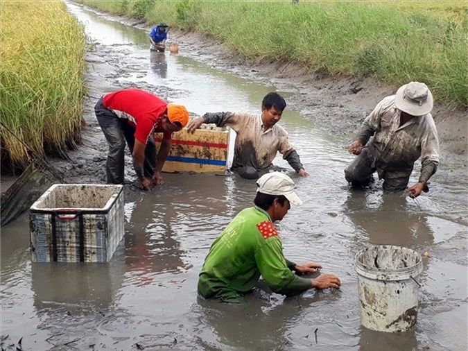 xem dan bat loai tom to nuoi trong ruong lua, ban 150-250 ngan/ky hinh anh 5