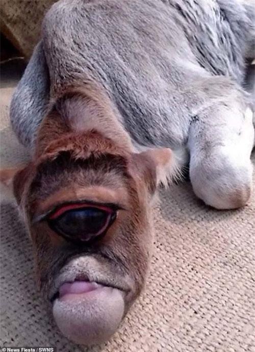 Kỳ lạ chú bò... “một mắt” được sùng bái