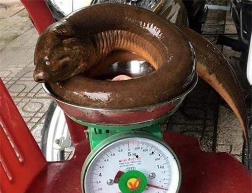 Tình cờ, đi đánh cá, bắt được con lươn siêu "khủng" nặng 1,6kg