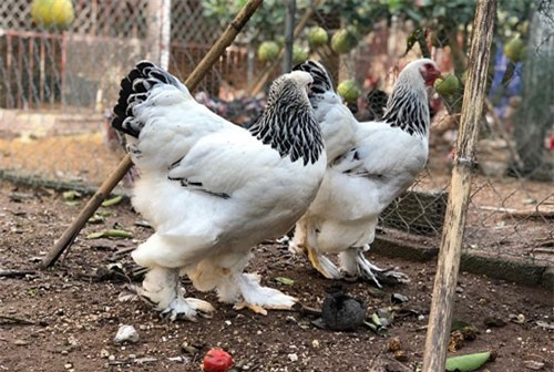 Đại gia Đài Loan sang Việt Nam: Bỏ 70 triệu mua 6 con gà khổng lồ ăn Tết