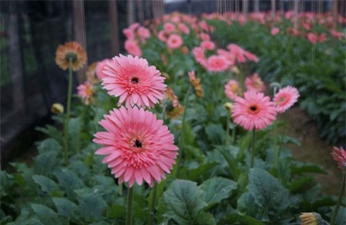 "Lạc" vào cánh đồng hoa đẹp nhất Hà Nội dịp Tết Nguyên đán