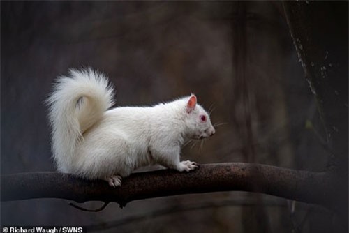 Khoảnh khắc cực hiếm của chú sóc bạch tạng