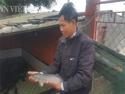 Nuôi loài cá lóc sộp và cây quả vàng trưng Tết, bỏ túi cả trăm triệu