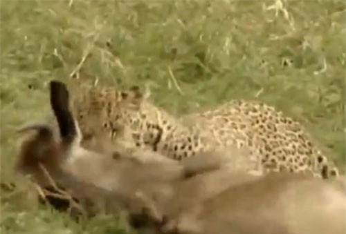 CLIP: Báo đốm một mình ‘xử tử’ hai con linh dương đầu bò trong tích tắc