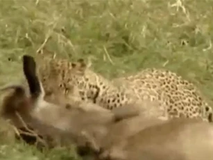 CLIP: Báo đốm một mình ‘xử tử’ hai con linh dương đầu bò trong tích tắc