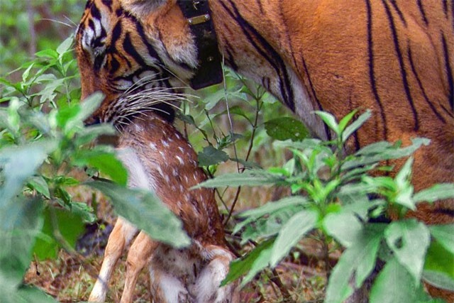 Clip: Hổ dữ đoạt mạng hươu con trong chớp mắt