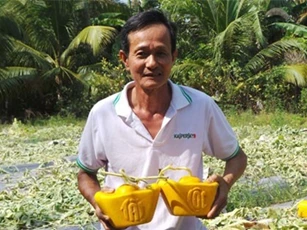 ĐBSCL: Dưa lưới thư pháp đắt hàng, dưa thỏi vàng lo “sập sàn” vì thời tiết
