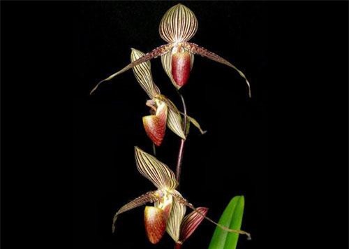 Đại gia chơi Tết: Vung bạc tỷ săn loài hoa sắp tuyệt chủng