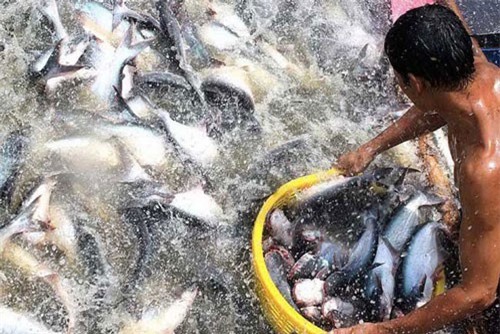 BẢN TIN TÀI CHÍNH - KINH DOANH: Nợ xấu ngân hàng giảm mạnh, xuất khẩu cá tra có thể đạt 2 tỷ USD