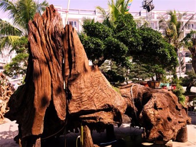 Bất ngờ lộ diện siêu phẩm cây cảnh được định giá tiền tỷ