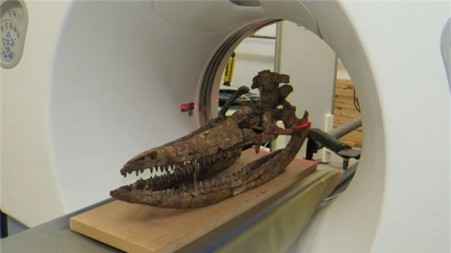 Hộp sọ “quái vật biển” tiết lộ bí mật sau hơn 60 năm được phát hiện - Ảnh 1.