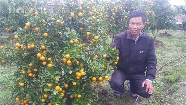 nuoi loai ca sop va cay qua vang trung tet, bo tui ca tram trieu hinh anh 4