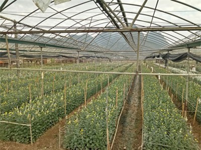 Ngắm vườn hoa cúc bán Tết lớn nhất phố núi Sơn La