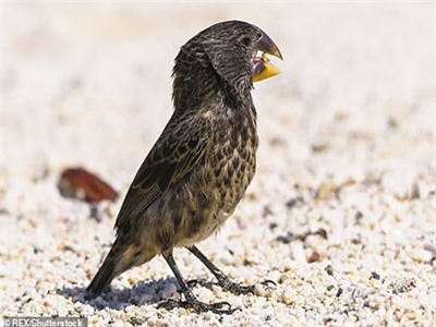 Loài chim sẻ có sức cắn mạnh gấp… 320 lần so với khủng long bạo chúa