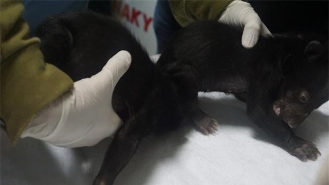 Hải Phòng: Tịch thu hai cá thể gấu con bất hợp pháp