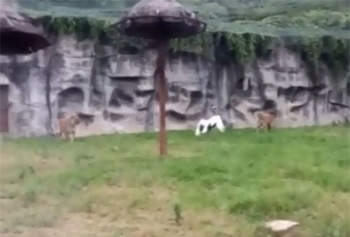 CLIP: Hai con hổ nhận cái kết 'đắng' khi tấn công sếu