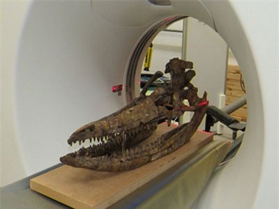 Hộp sọ 'quái vật biển' tiết lộ bí mật sau hơn 60 năm được phát hiện