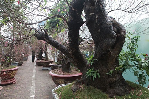 Gốc đào khủng “hai người ôm” giá hàng chục triệu đồng ra phố đón Tết