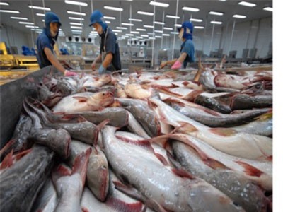 Kim ngạch xuất khẩu cá tra có thể đạt 2,2 tỷ USD