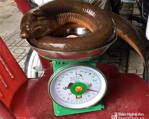 Nghệ An: Con lươn khổng lồ nặng 1,6 kg nhìn thật kinh sợ