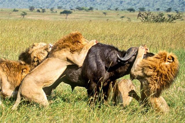 Trâu rừng ác chiến giành sự sống trước bầy sư tử hung dữ