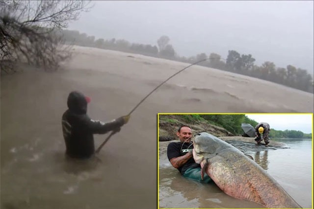CLIP: Hiên ngang đứng giữa dòng nước lũ câu cá trê khổng lồ