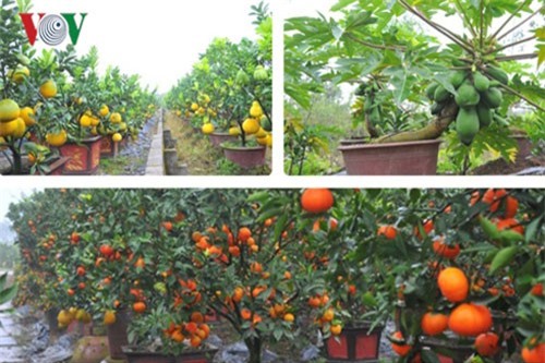 Vựa cây cảnh “bung lụa” đón Xuân