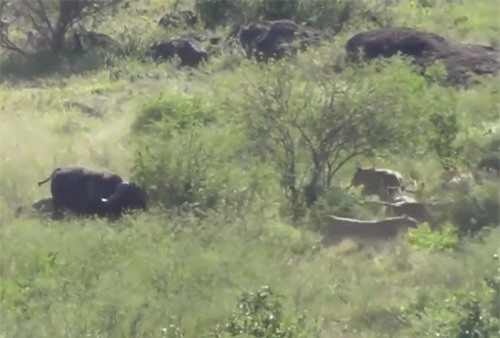 CLIP: Trâu rừng một mình đuổi đánh bầy sư tử cứu đồng loại