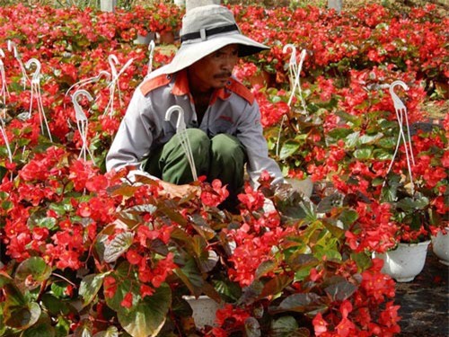 Người trồng hoa Tết “chạy đua” với… ông trời