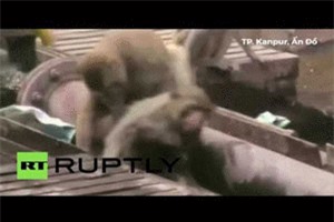 CLIP: Pha giải cứu kịp thời của chú khỉ khi thấy đồng loại bị điện giật