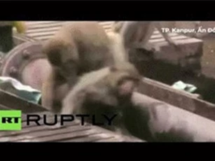 CLIP: Pha giải cứu kịp thời của chú khỉ khi thấy đồng loại bị điện giật
