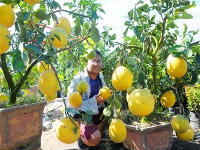 Cận cảnh những chậu bưởi Diễn xuất hiện ở miền Tây chờ tết đến