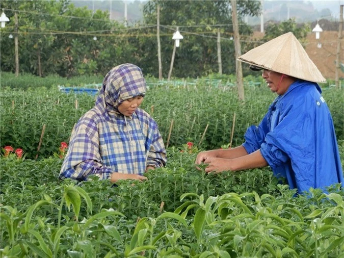 Người trồng hoa Tết “chạy đua” với… ông trời - Ảnh 2.