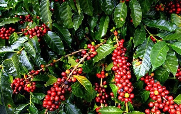 Cà phê là 1 trong 13 sản phẩm nông nghiệp chủ lực quốc gia.
