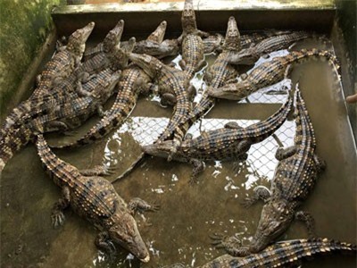 TP.HCM: Gần 7.000 con cá sấu sống 'xuất ngoại', thu về gần 106 tỷ