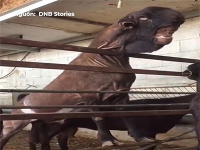 CLIP: Loài dê có khuôn mặt đáng sợ nhìn như 'quỷ dữ'