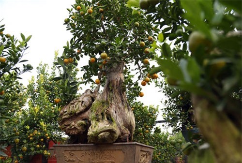 CLIP: Quất gỗ lũa bonsai giá chục triệu ở Hà Nội