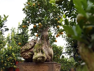 CLIP: Quất gỗ lũa bonsai giá chục triệu ở Hà Nội