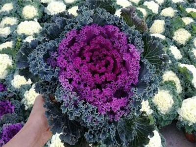 Dân Việt rộ mốt mua hồng sa mạc về vừa chơi Tết, vừa... ăn