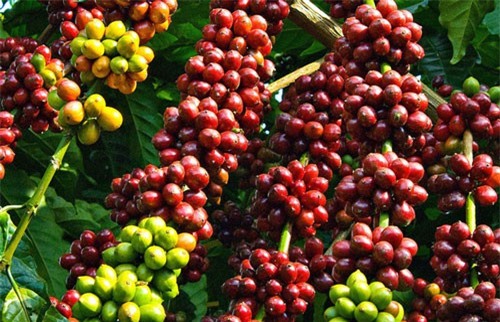 Việt Nam công bố 13 sản phẩm nông nghiệp chủ lực quốc gia